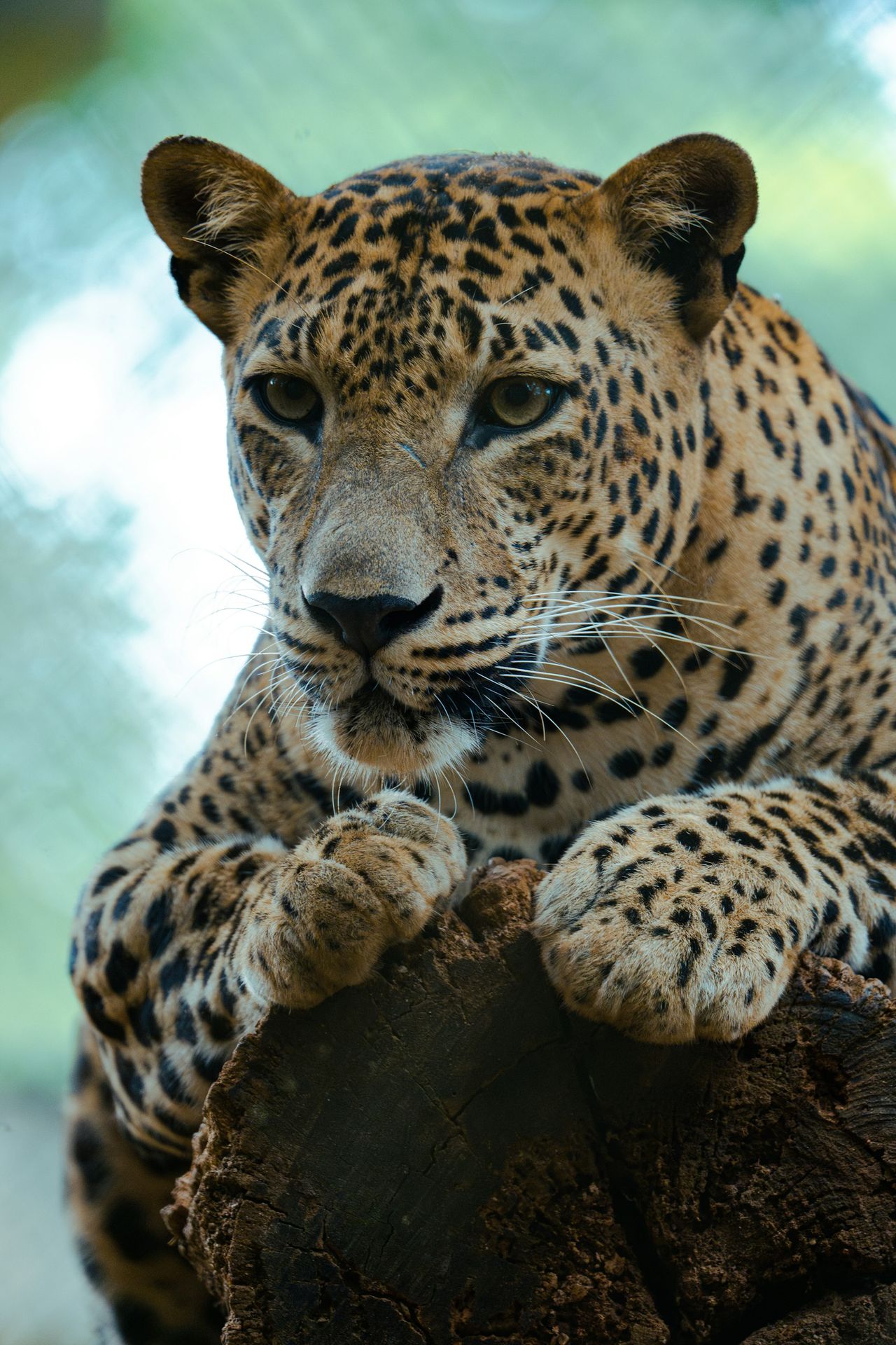 wildlife Sri LAnka